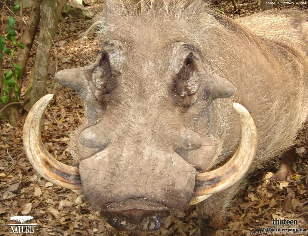 Ugly Animals Pictures HD Wallpapers And Pictures