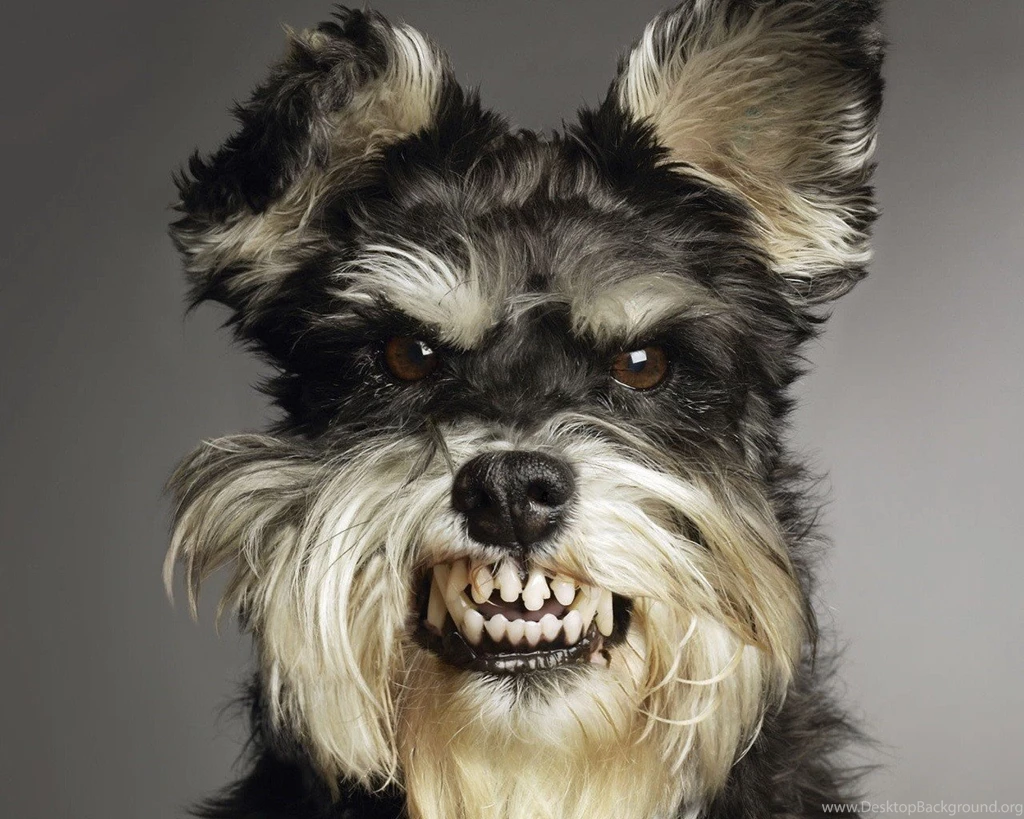 Ugly Dog Images Wallpapers HD Fine
