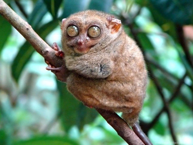 Ugly Animals Pictures HD Wallpapers And Pictures
