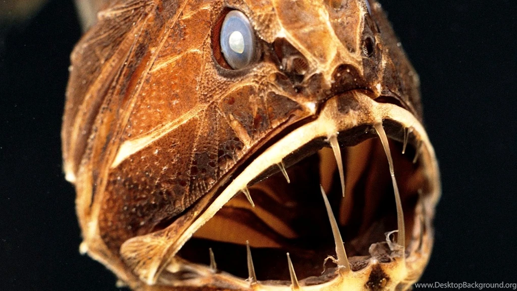 Fish Wallpapers Ugly Deep Fish Photos Of Fish Wallpapers For ...