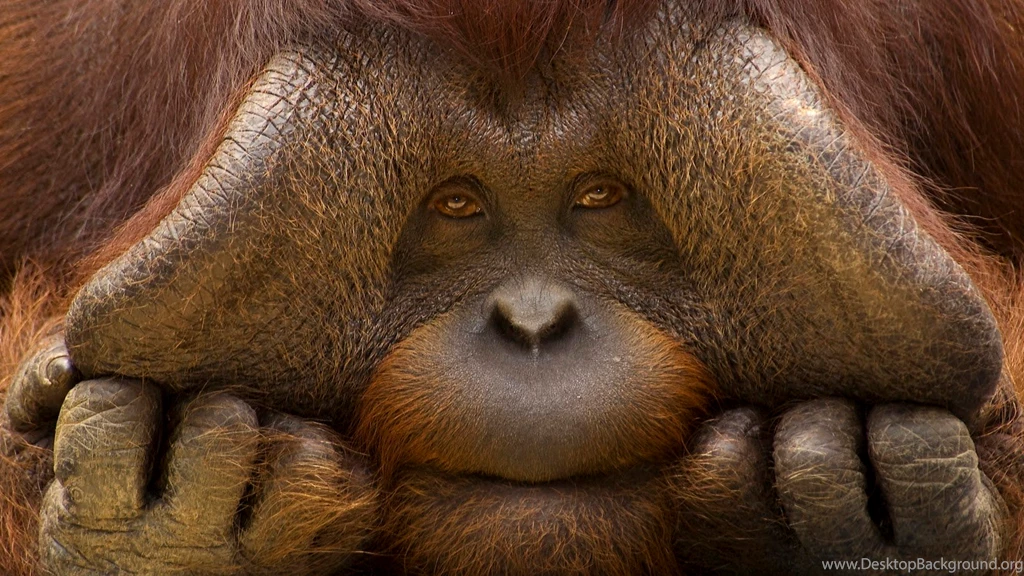 Funny Ugly Pictures Of Animals Wallpapers Cool HD