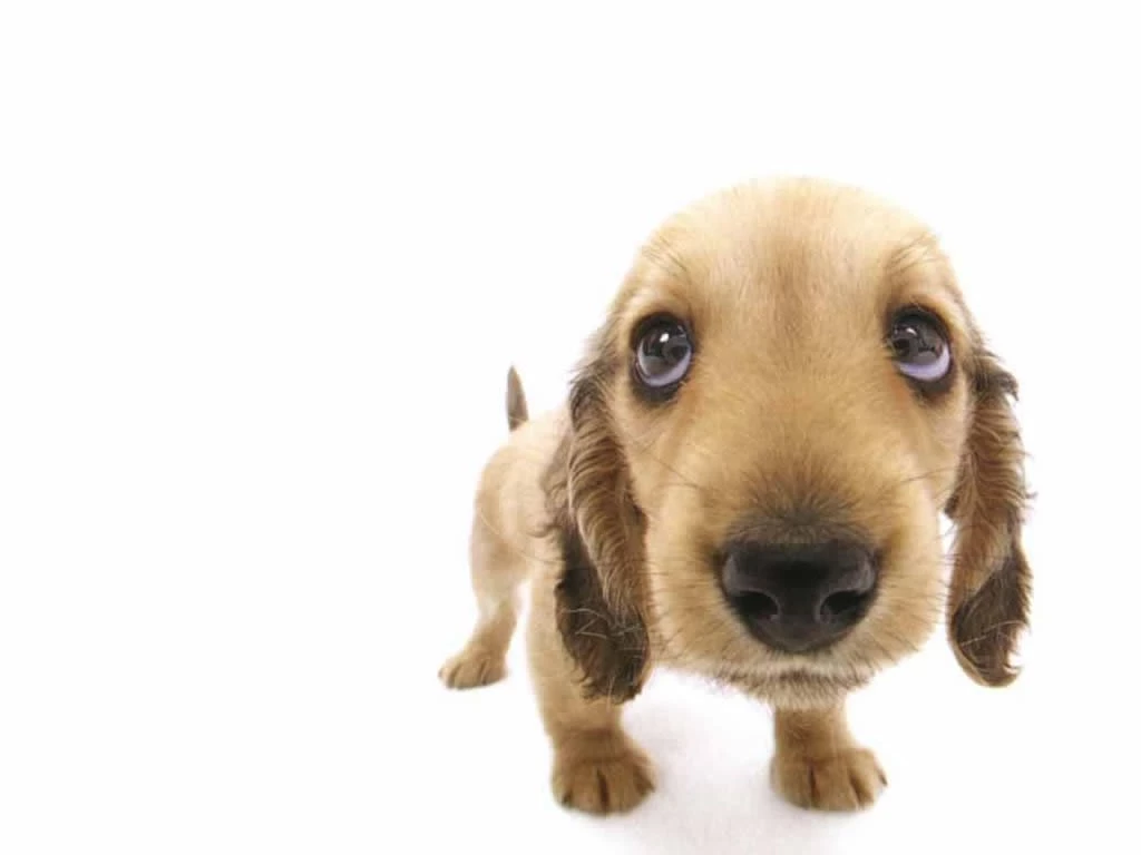 Funny Dog Cute Wallpapers Desktop