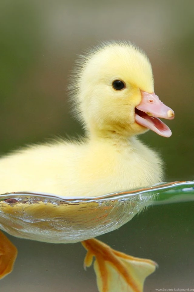 Cute Duck iPhone Wallpapers / IPod Wallpapers HD Free Download
