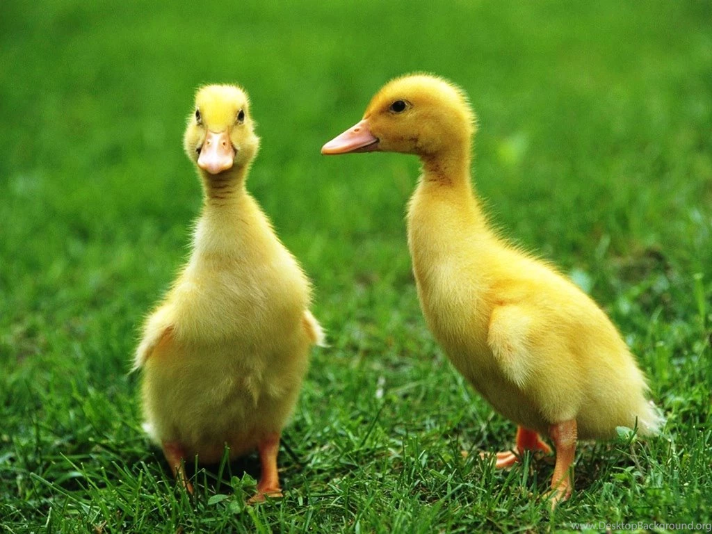 Ducks HD Wallpapers.jpg