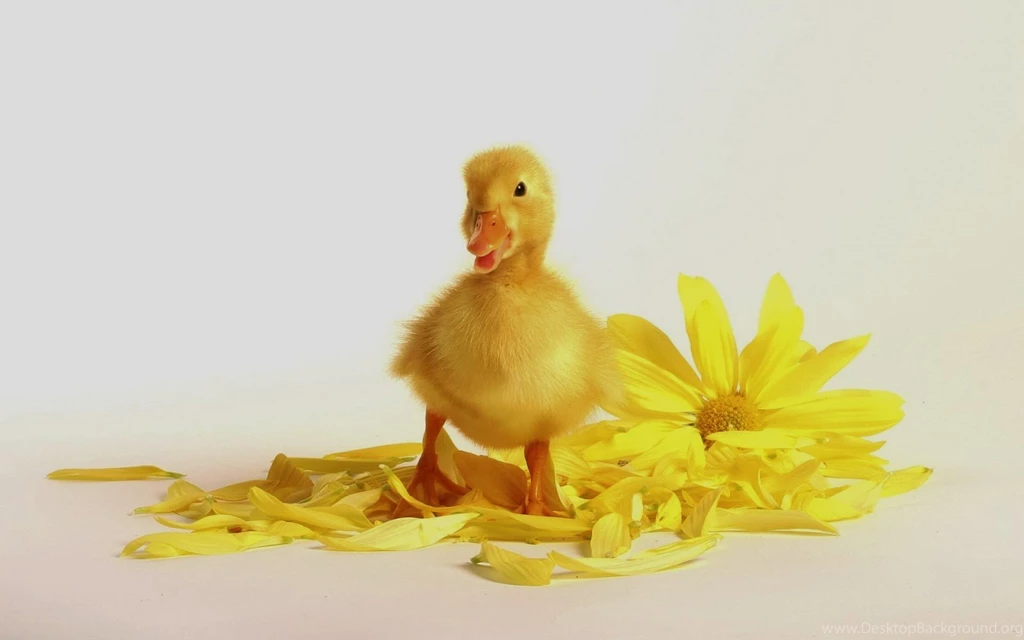 Baby Duck Wallpapers Related Keywords & Suggestions Baby Duck ...
