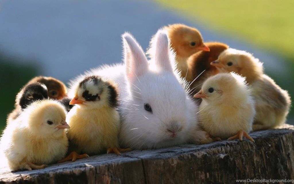 Cute Duck Animated Images