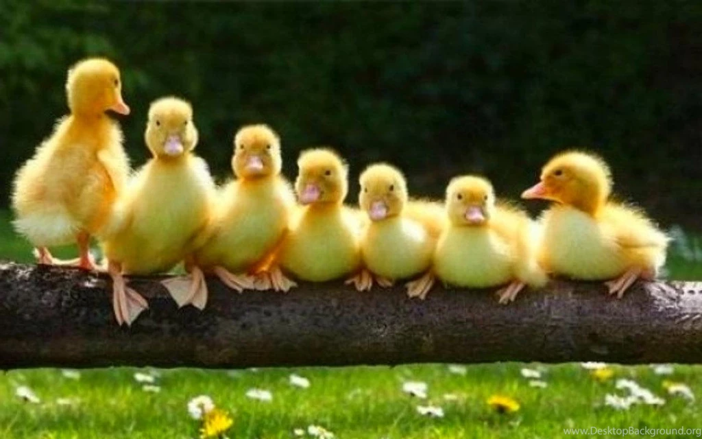 Duck Animals Pictures