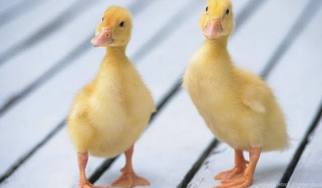 Baby Cute Duck Wallpapers 37
