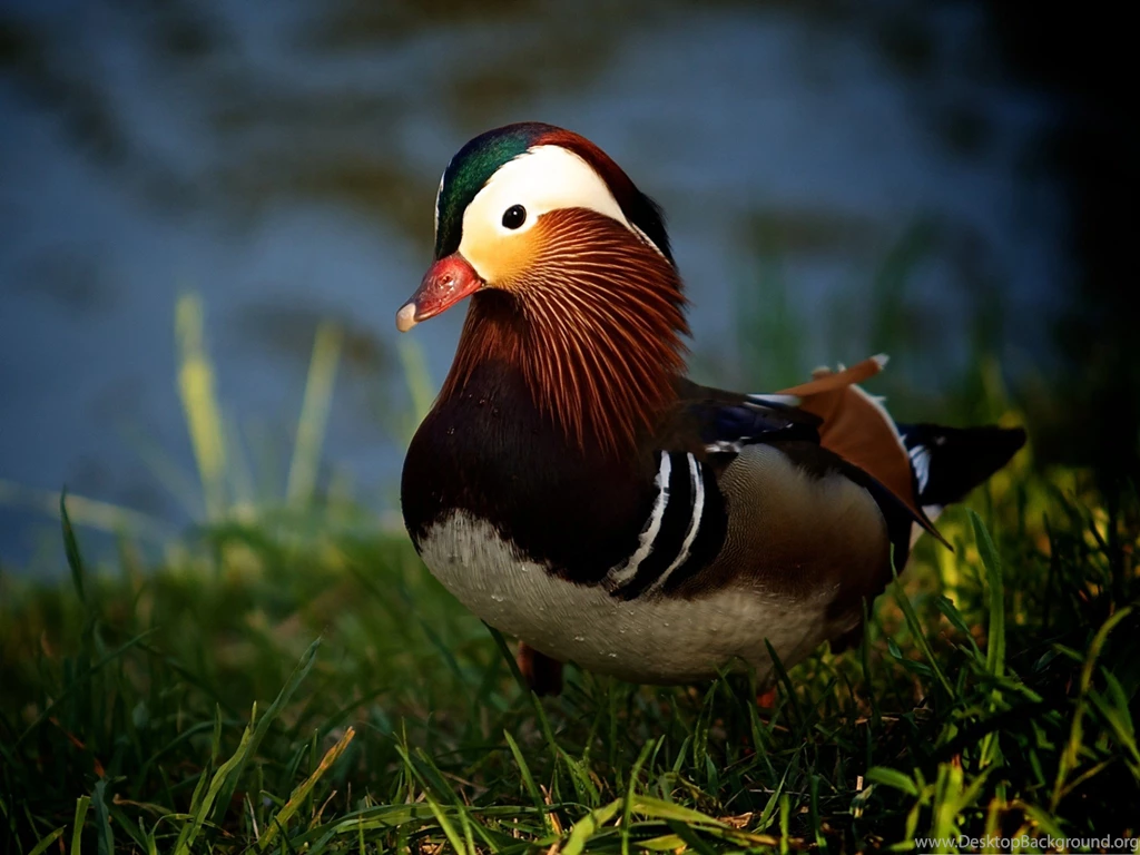 Baby Animals Cute Mandarin Duck Walking On Grass, Shake Your ...