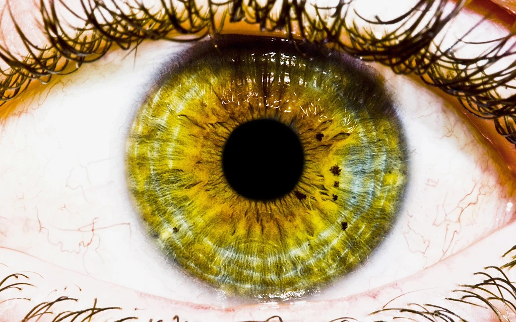 2560x1600 Green Eye Desktop PC And Mac Wallpapers