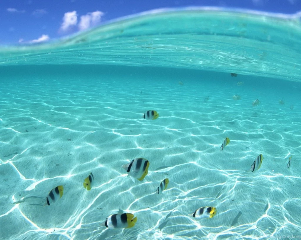 3 Underwater Life 1600x1280 Free Android Wallpapers 343 ...