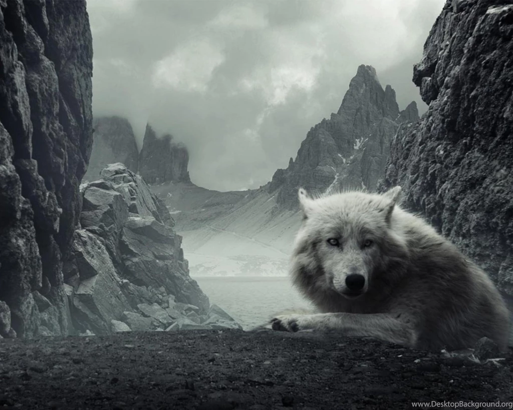 Wolf On A Misty Morning (