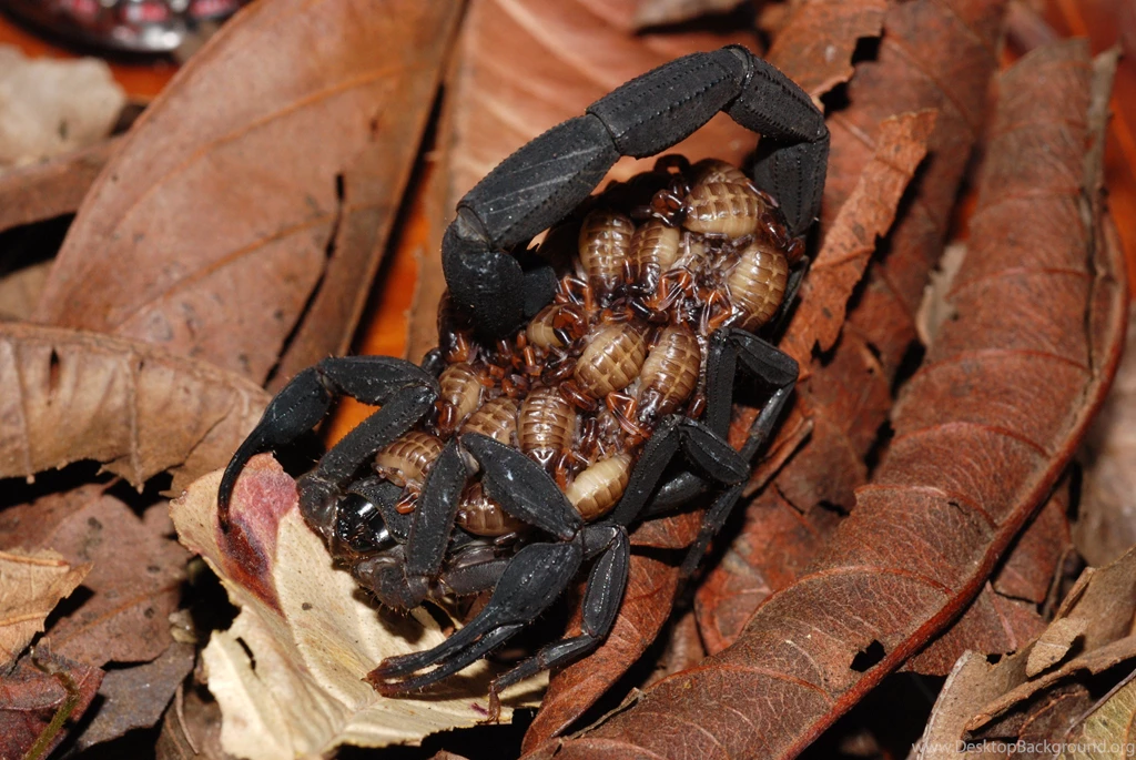 19 Scorpion HD Wallpapers