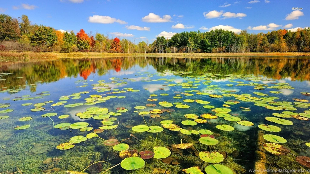 Share Your Wallpapers