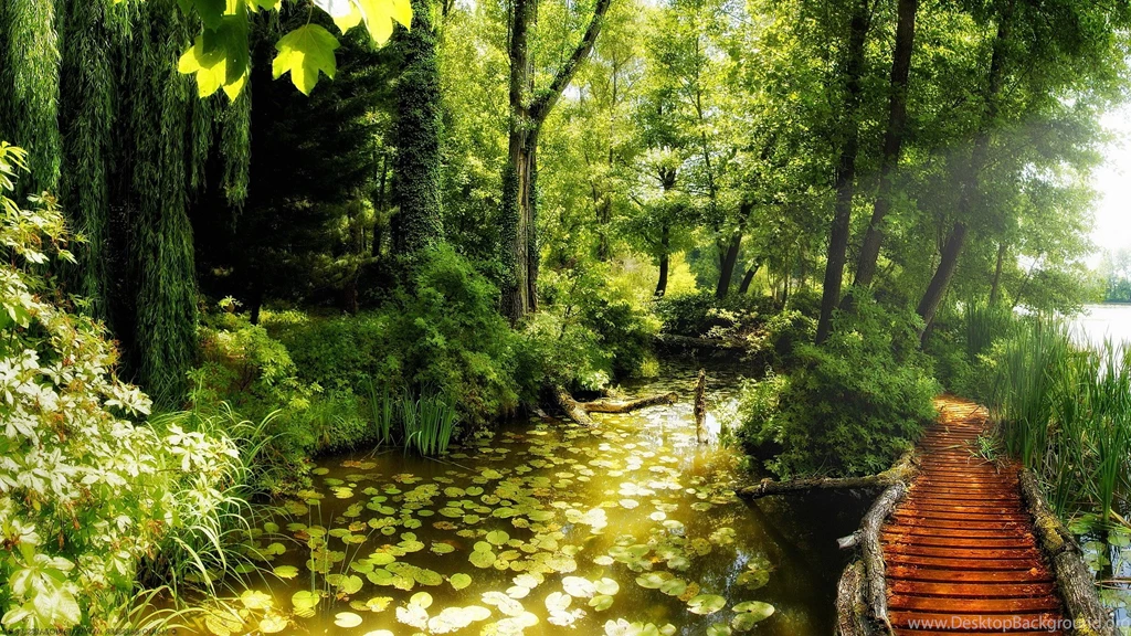 1920x1080 Forest Pond Wallpapers