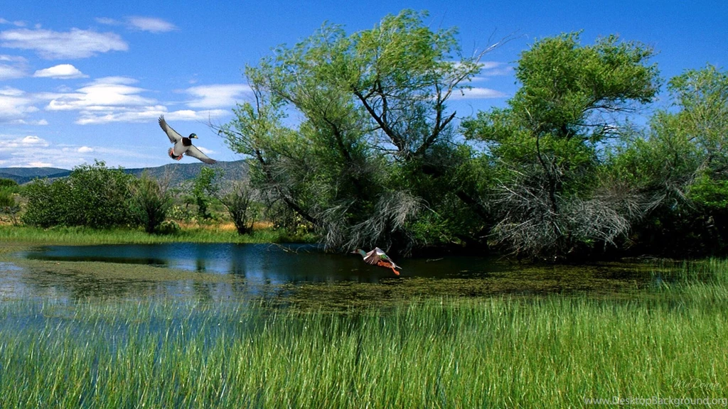 Mallards Pond >> HD Wallpaper, Get It Now!