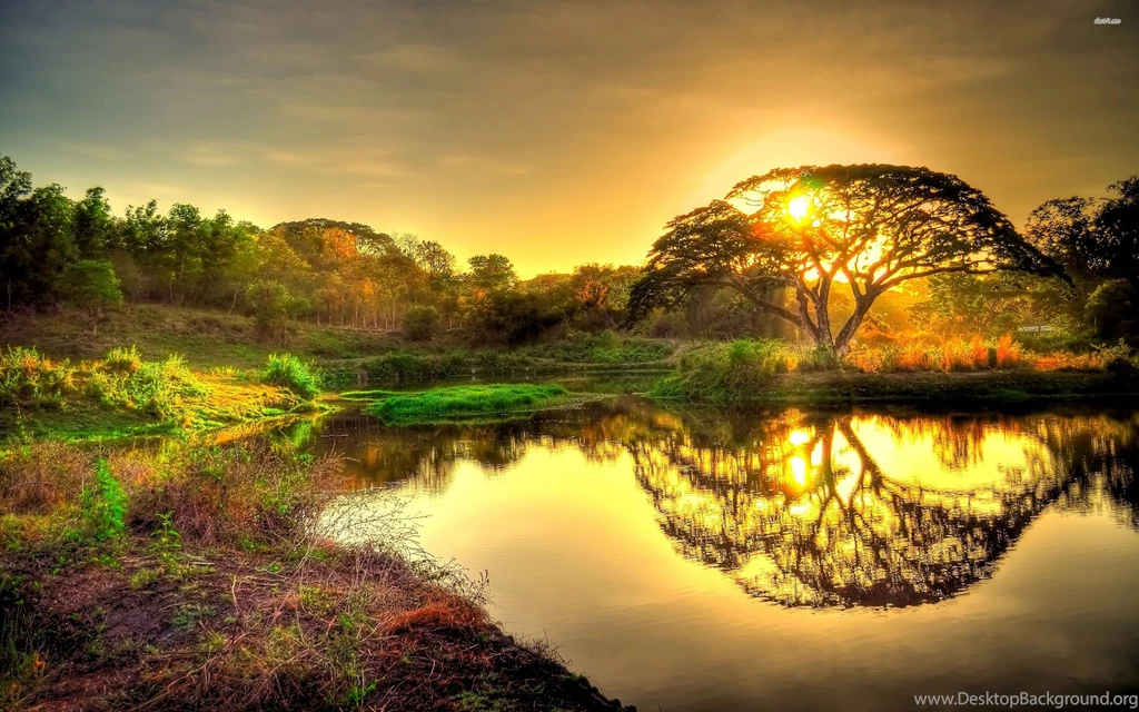 Jungle Pond, Tree, Sunset, Sky, Nature, 2880x1800 HD Wallpapers And ...