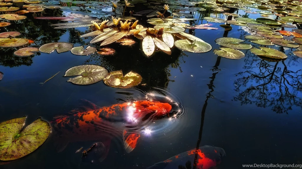 Japanese Koi Fish Pond, Koi Fish Wallpapers Free Download For PC ...