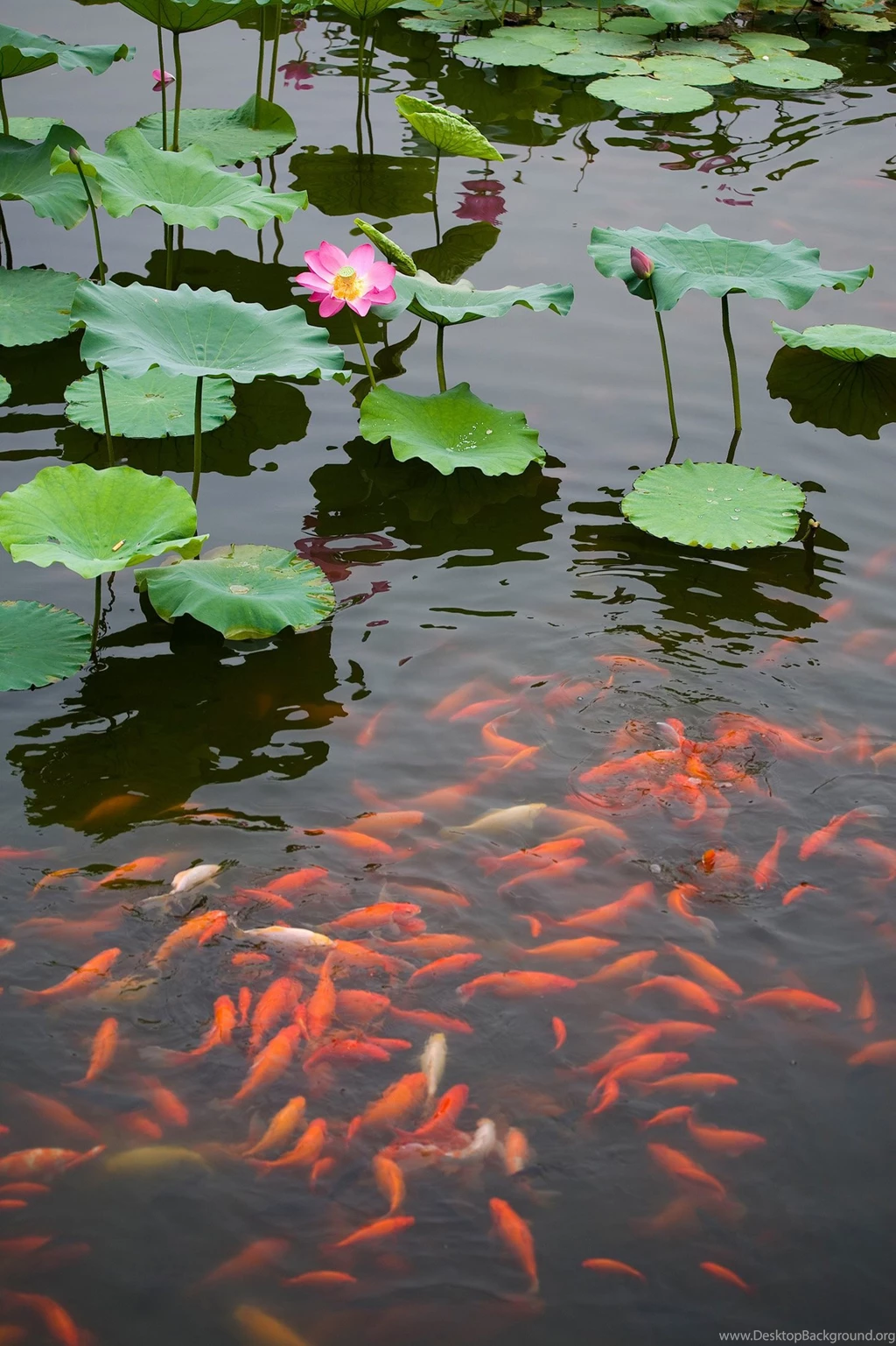 Lotus Pond Wallpapers 28, Lotus Flower Pictures & Images