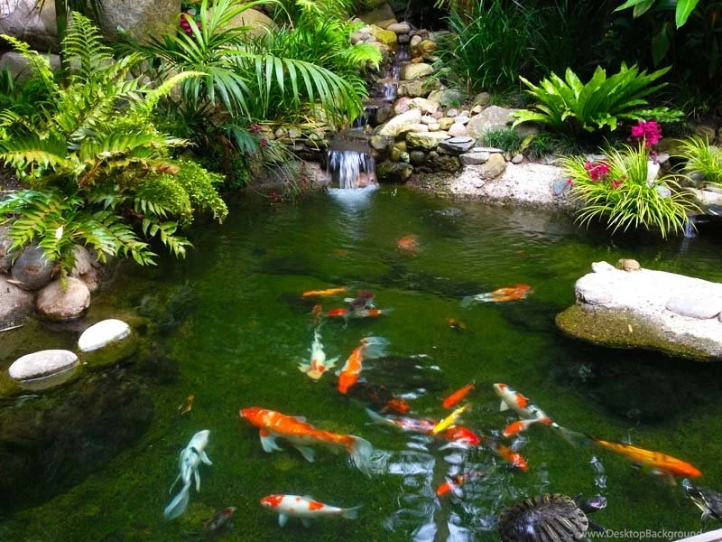 Wallpapers Koi Fish : 7 Nice Koi Fish Pond Supplies