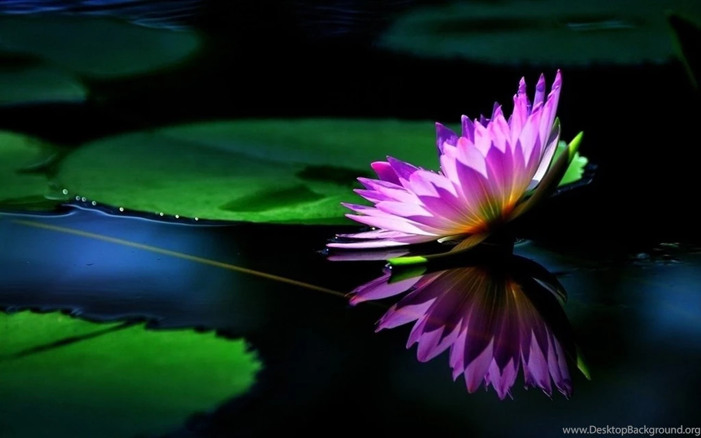 Lotus Pond Wallpapers 19, Lotus Flower Pictures & Images