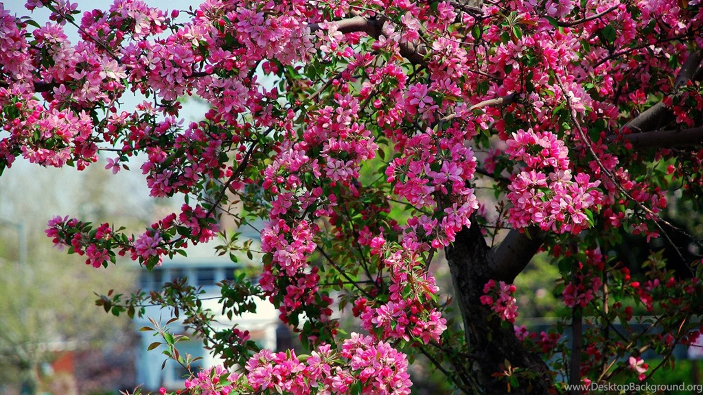 Sakura Flower Wallpapers