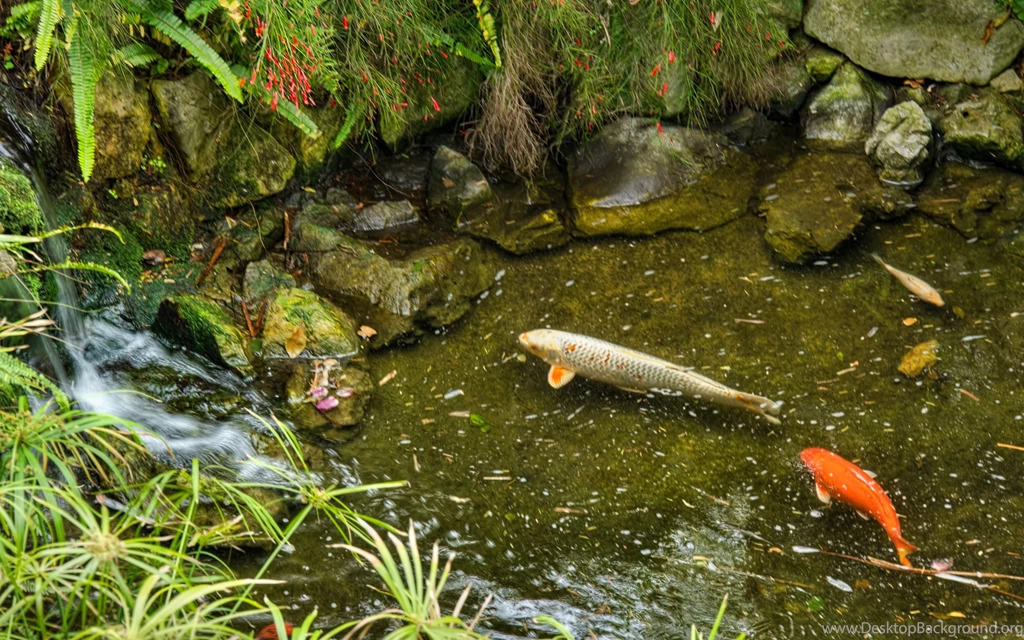 Fish Pond Uhd Wallpapers   Ultra High Definition Wallpapers   4k ...