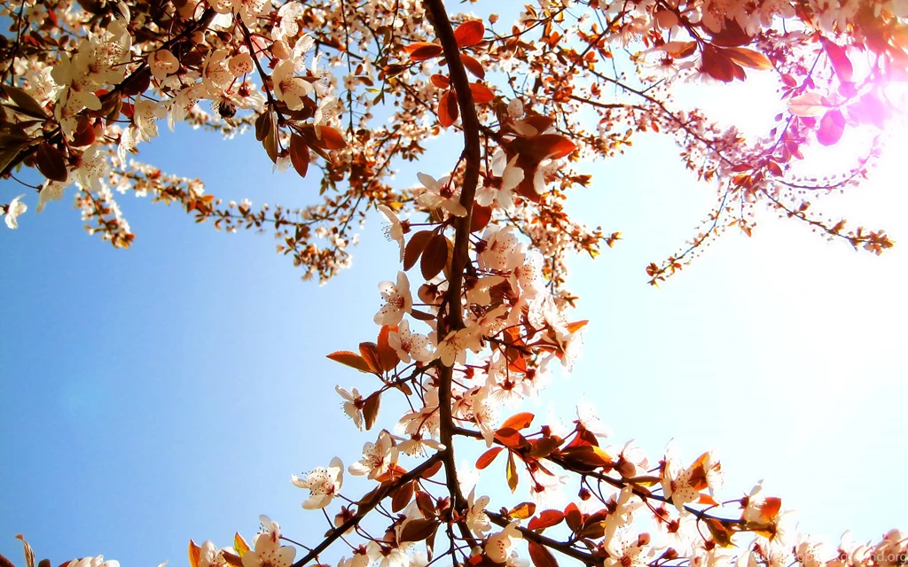 Close Up Nature Flowers Tree Wallpapers (
