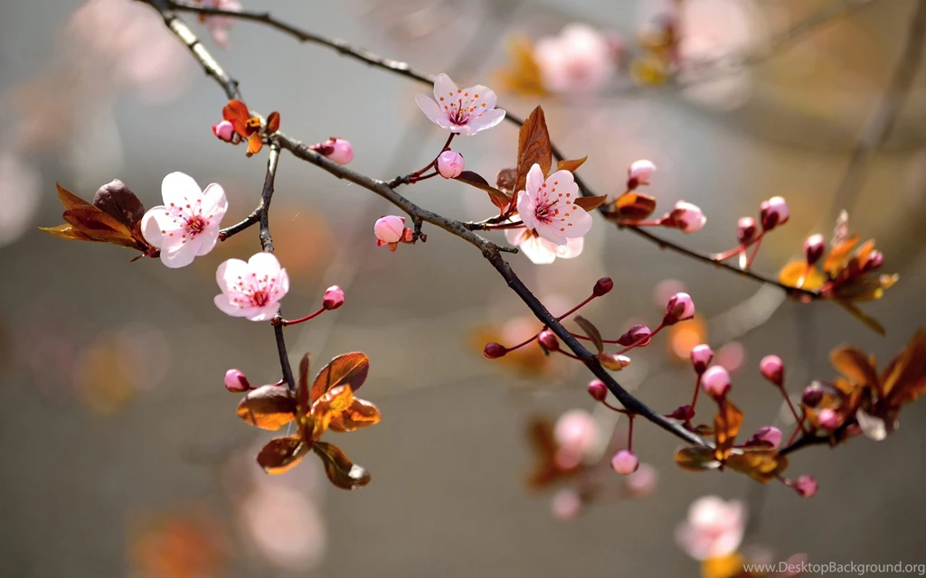 Spring Tree Flower Branch HD Wallpapers Download Desktop