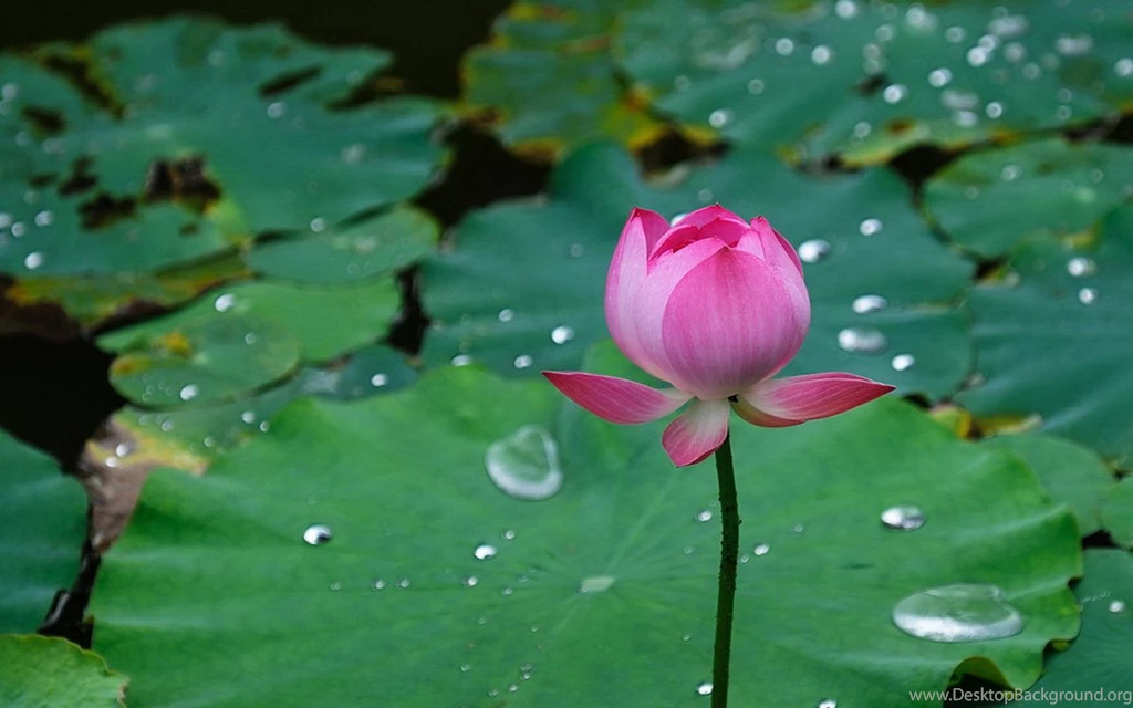 Lotus Pond Wallpapers 23, Lotus Flower Pictures & Images