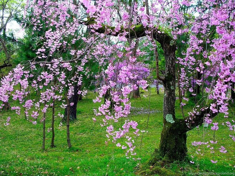Blooms Cherry The Lovely Cherry Tree – Nature Flowers HD Desktop ...