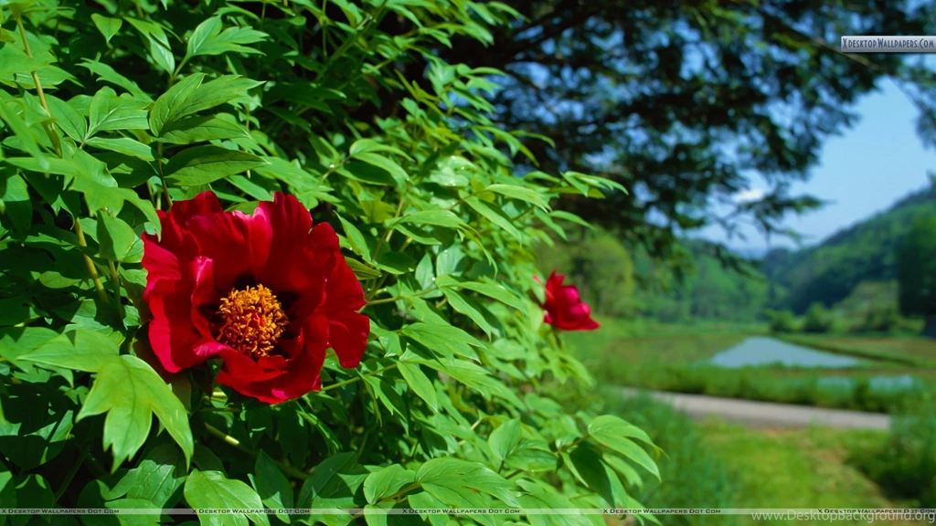 Red Flower On A Green Tree Near Lake Wallpapers