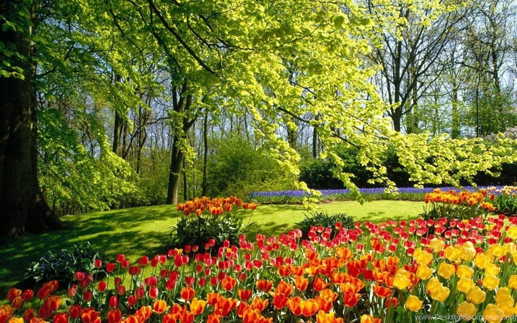Flowers Nature Tree Wallpapers