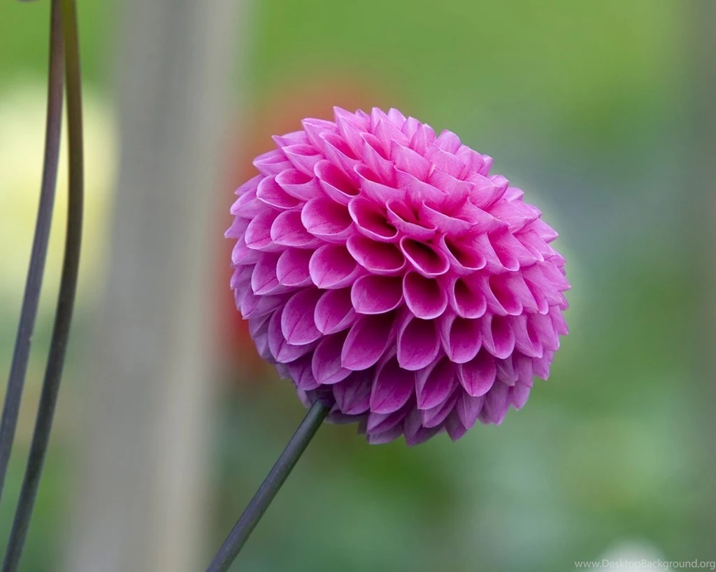 B0C68A Color Wallpapers: Flower Tree Leaf Nature Desktop ...