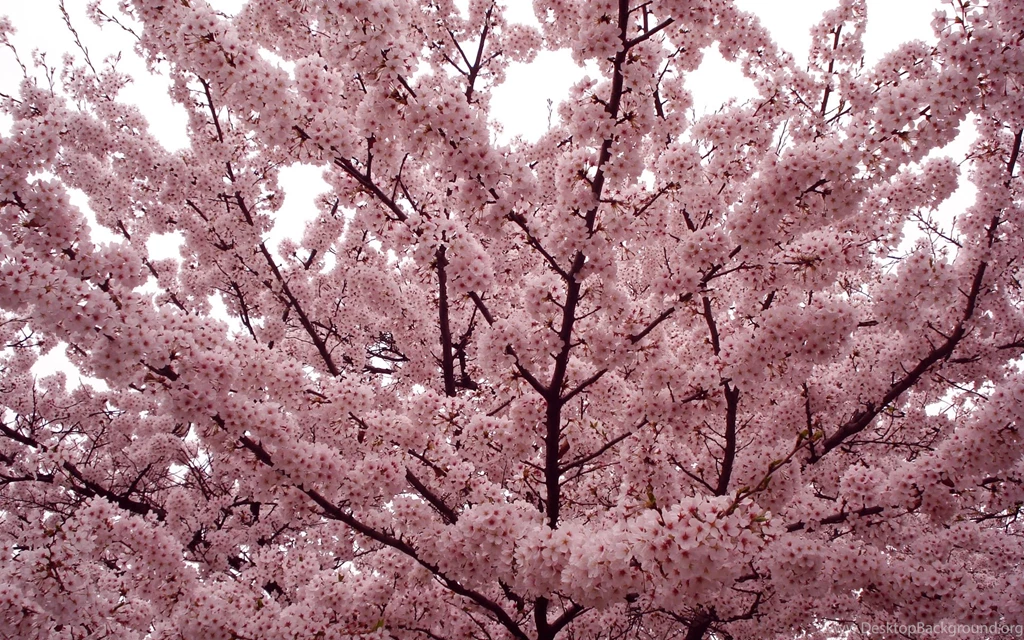 Download Wallpapers 1920x1200 Flower, Tree, Spring, Branches, Mood ...