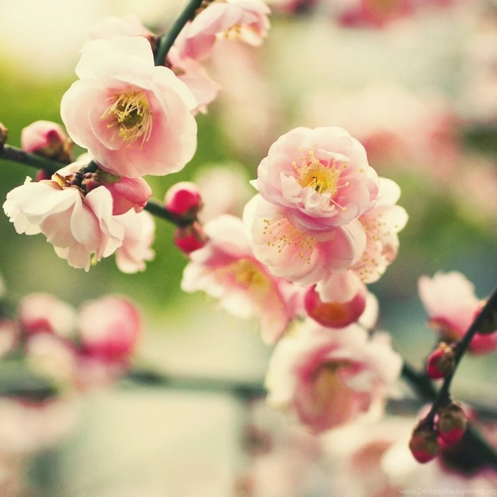 Pink Tree Flower iPad Wallpapers Download