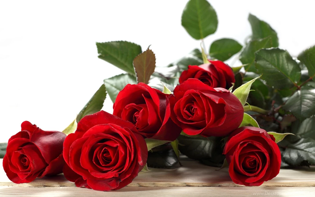Roses Buds Red Wallpapers