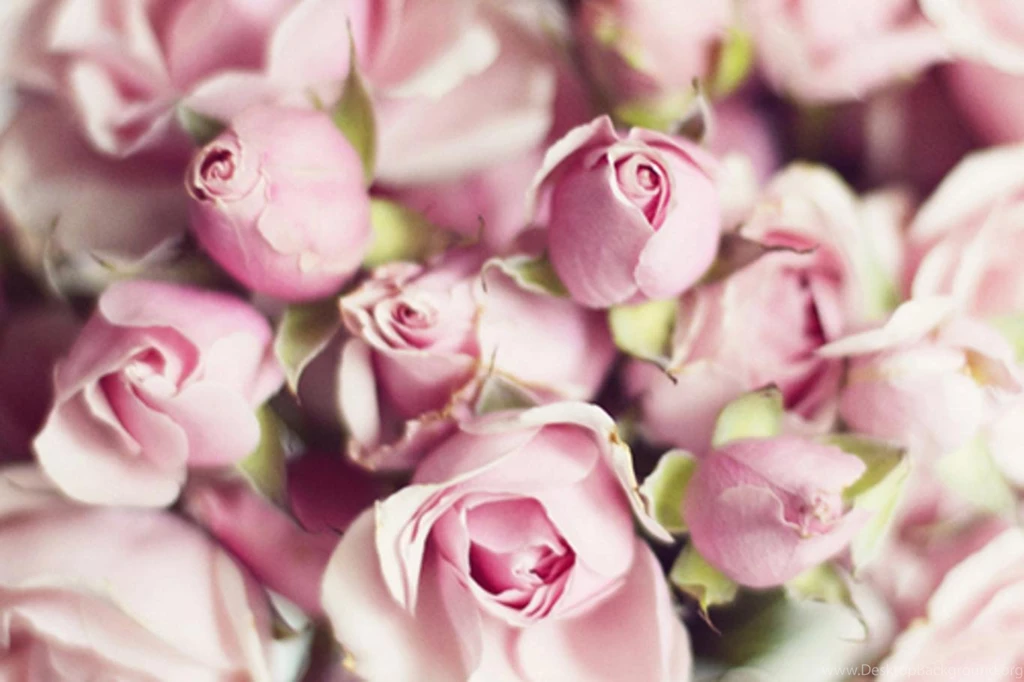 Rosebuds (