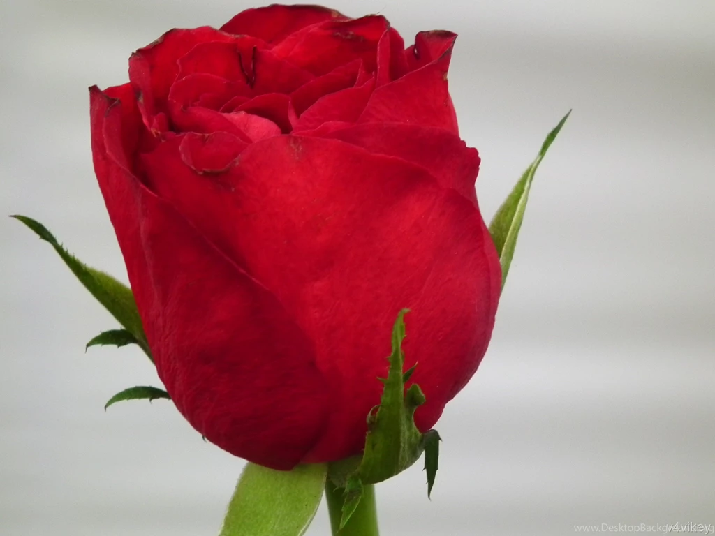 Valentine Red Rose Bud Wallpapers