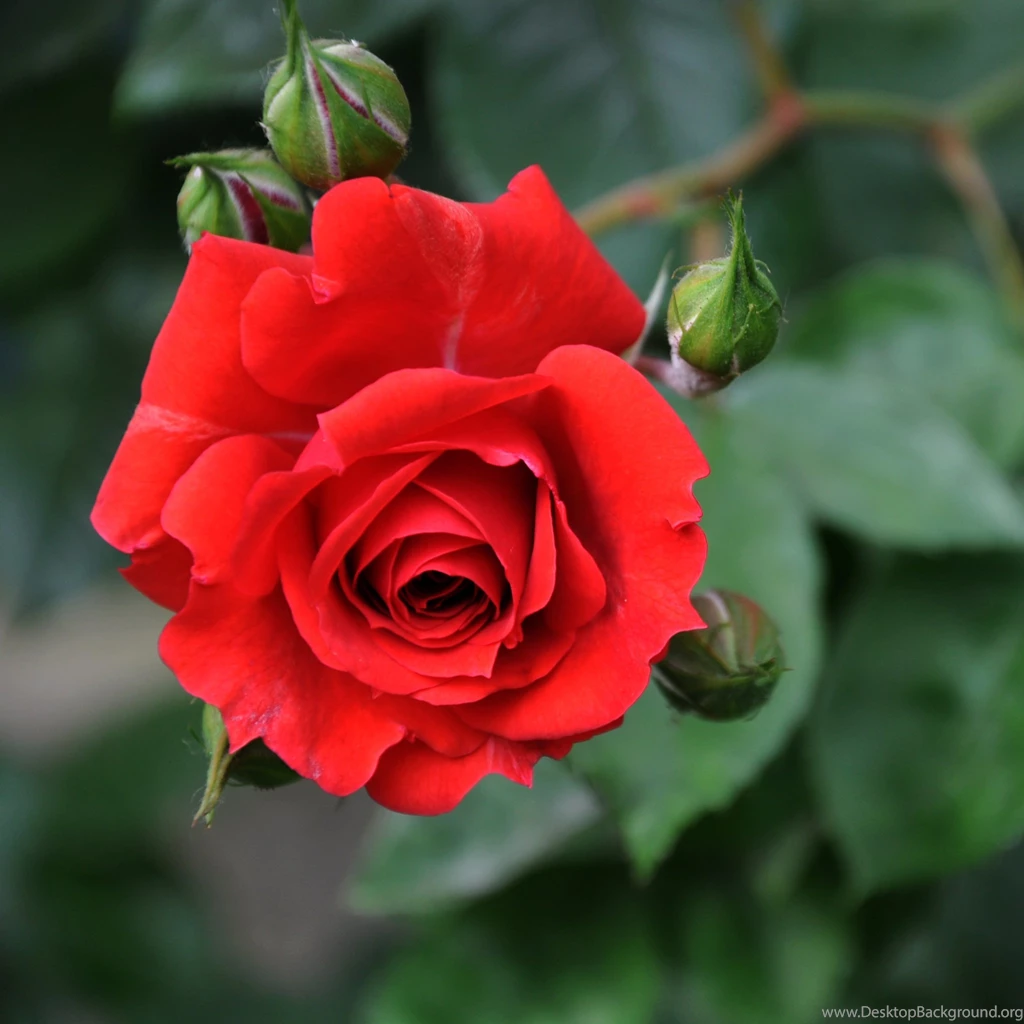 Download Wallpapers 2048x2048 Rose, Flower, Buds, Stems, Leaves New ...