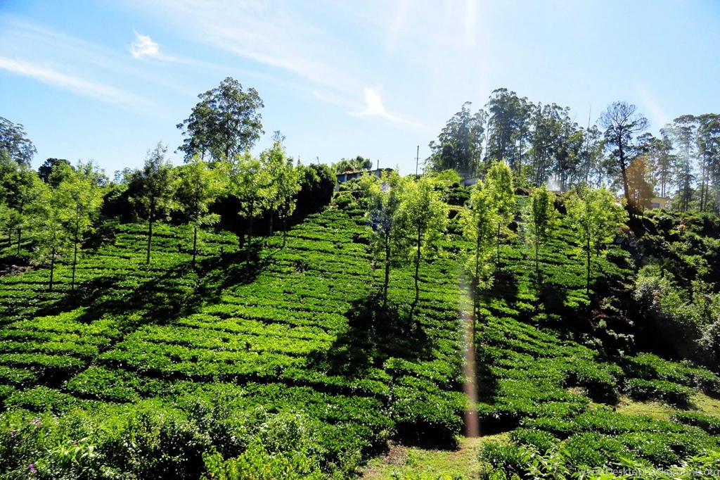 Tour Holidays Tamilnadu Packages, Honeymoon Places, Tour Store