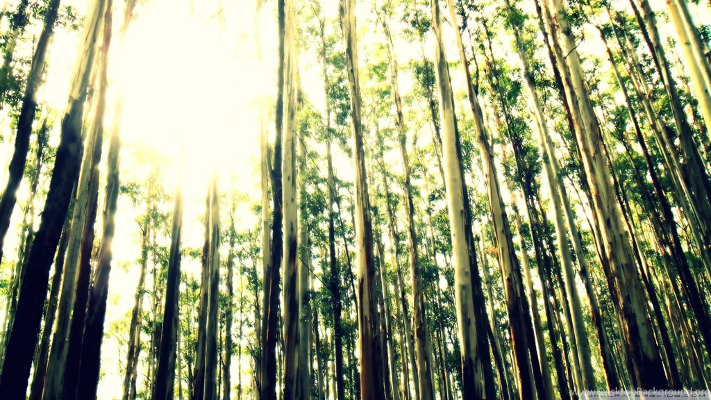 Ooty Forest India HD Desktop Wallpapers : Widescreen : High ...