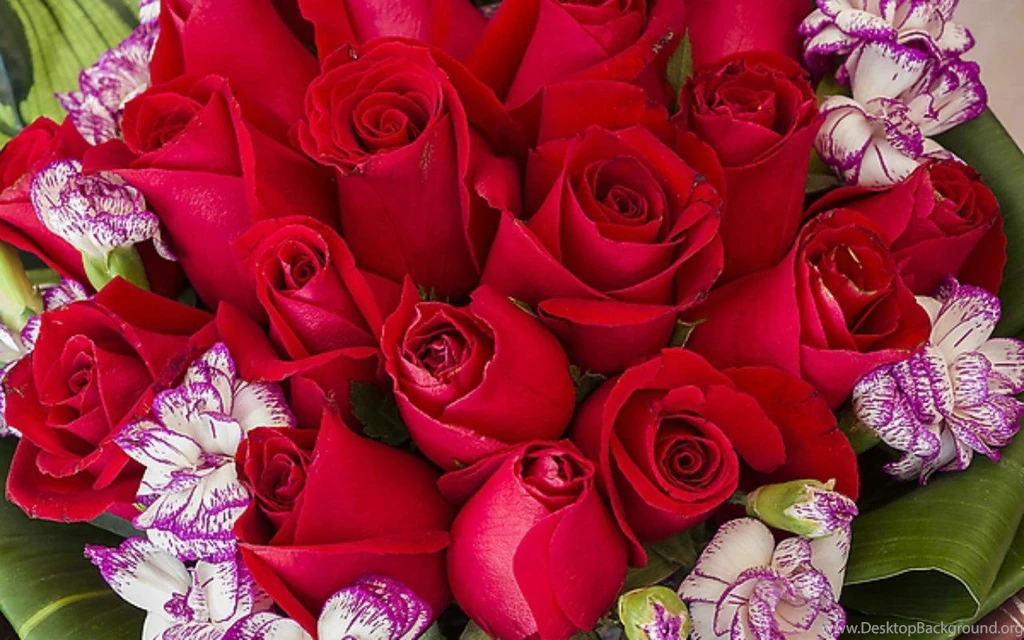 Beautiful Rose Buds (