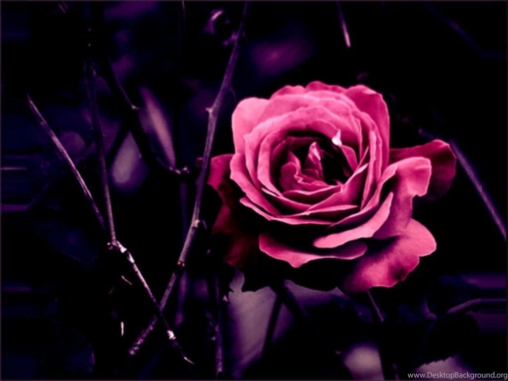 Flowers: Pink Rose Buds Flower High Quality Wallpapers For High ...