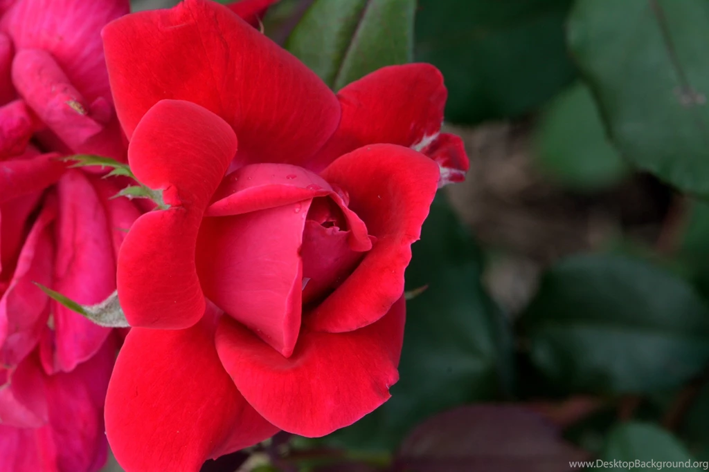 Flowers: Budding Rose Buds Red Roses CSH Wallpapers Gallery For ...
