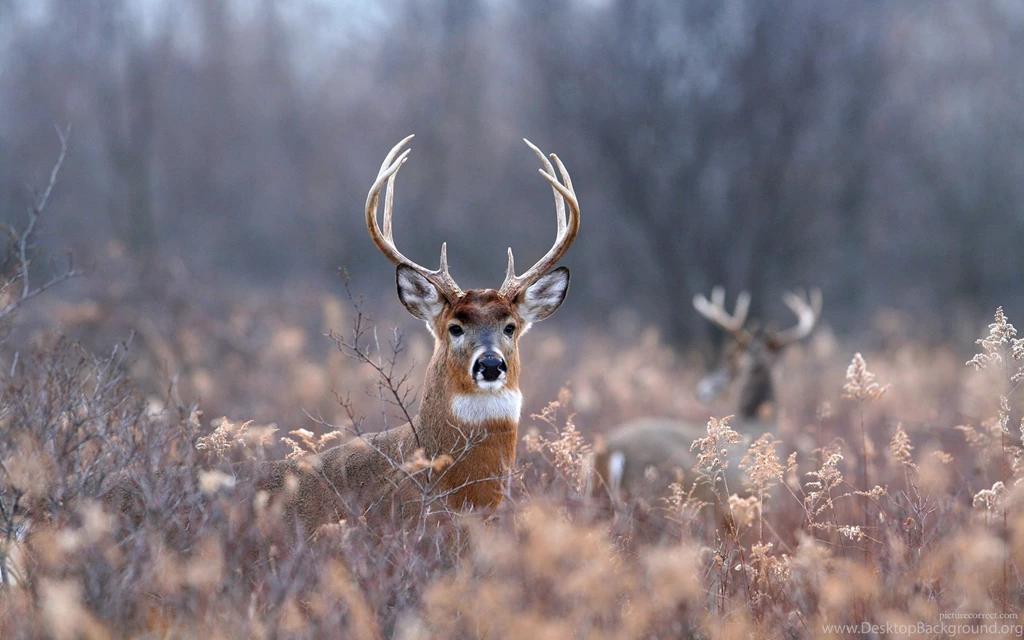 Whitetail Deer Backgrounds Wallpapers Zone