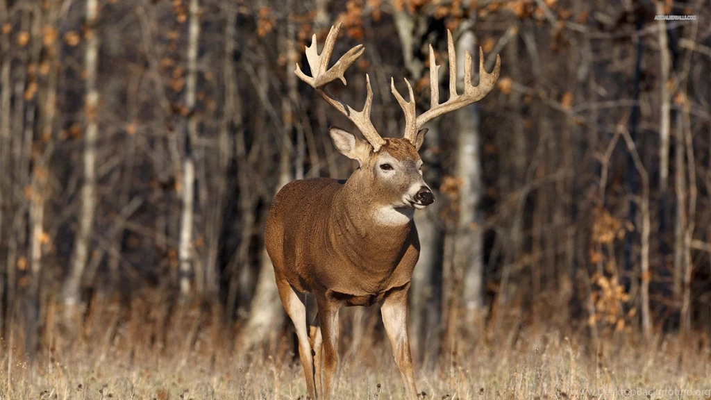 Whitetail Deer Backgrounds Wallpapers Cave