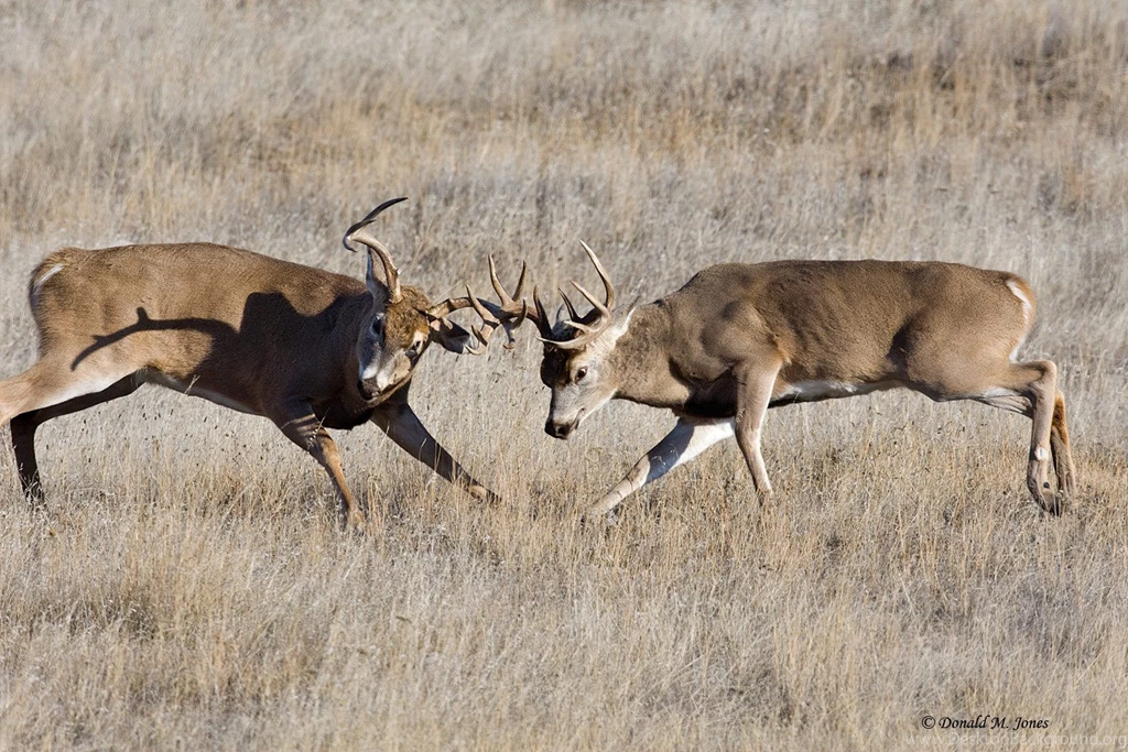 Whitetail Related Keywords & Suggestions Whitetail Long Tail ...