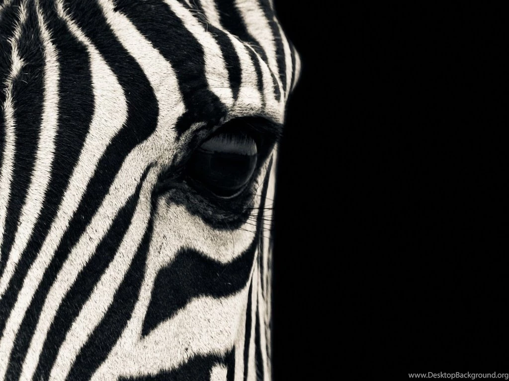 Zebra Wallpapers Perfect I7U » WALLPAPERUN.COM