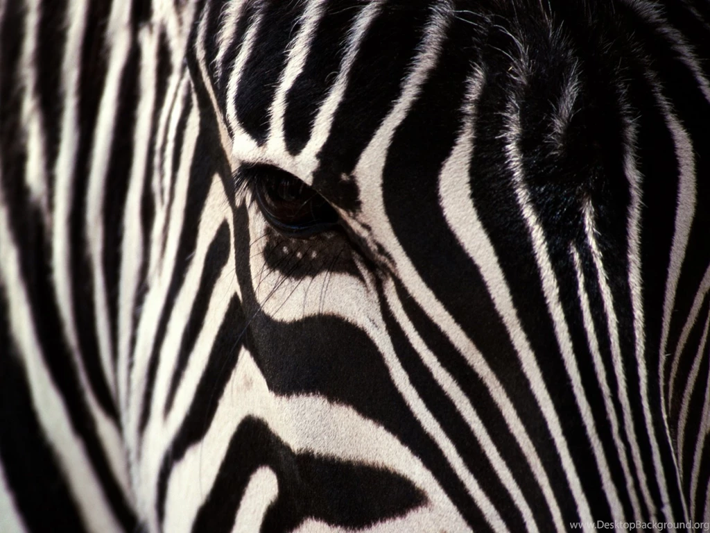 Zebra Wallpapers Widescreen G3Q » WALLPAPERUN.COM